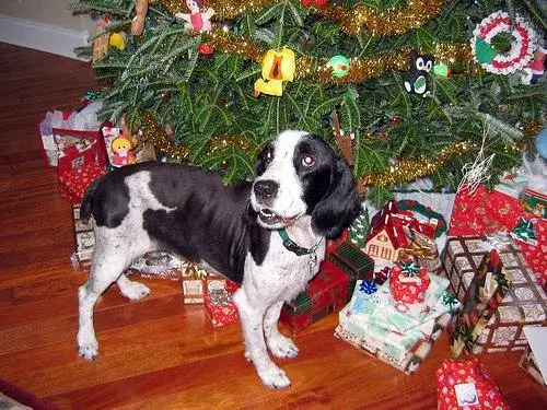 english-springer-spaniel