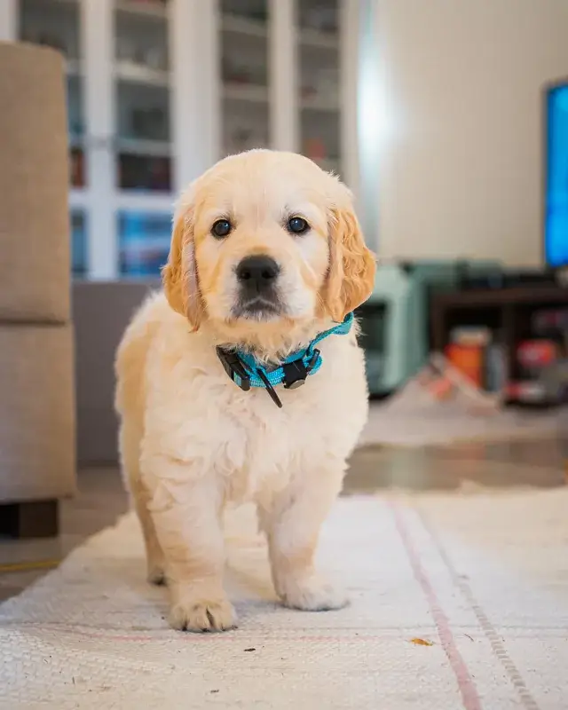 golden-retriever