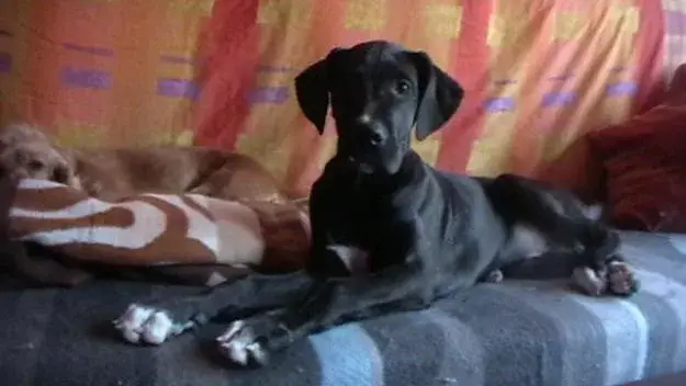great-dane