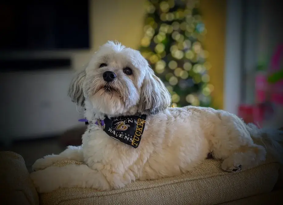 havanese