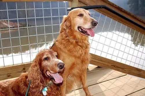 irish-setter