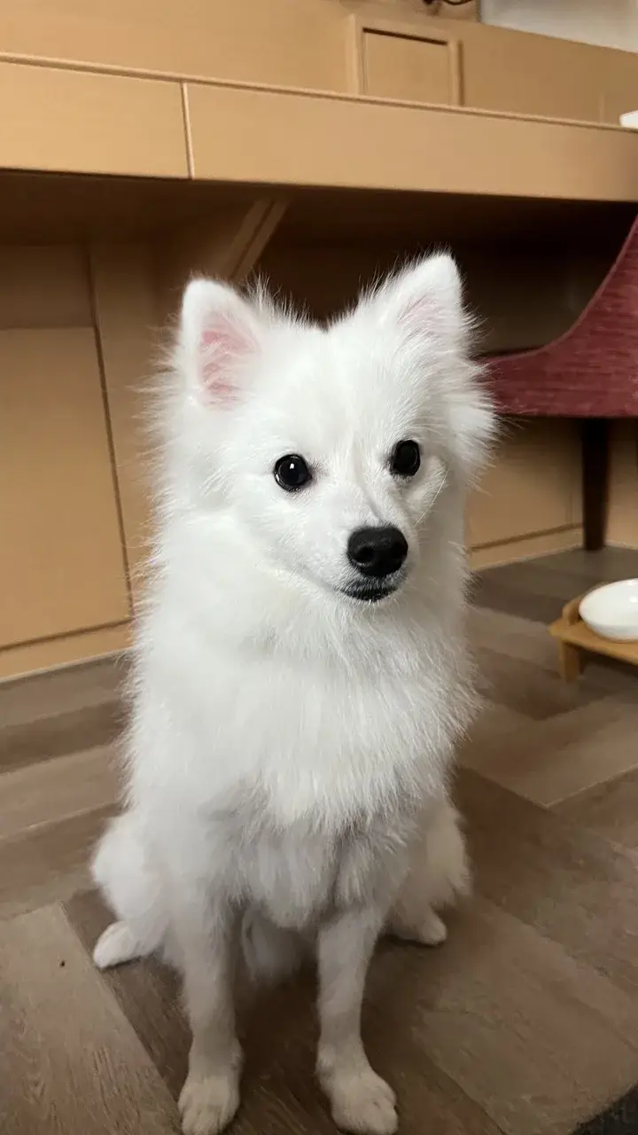 japanese-spitz