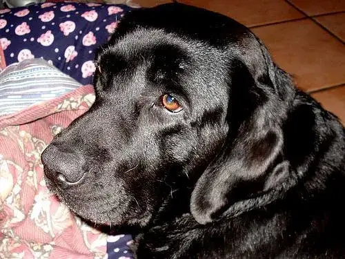 labrador-retriever