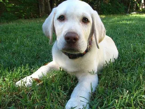 labrador-retriever