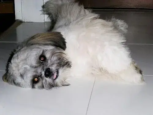 ลาซา แอปโซ