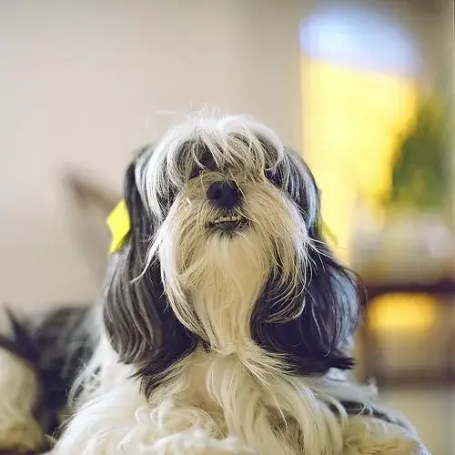 lhasa-apso