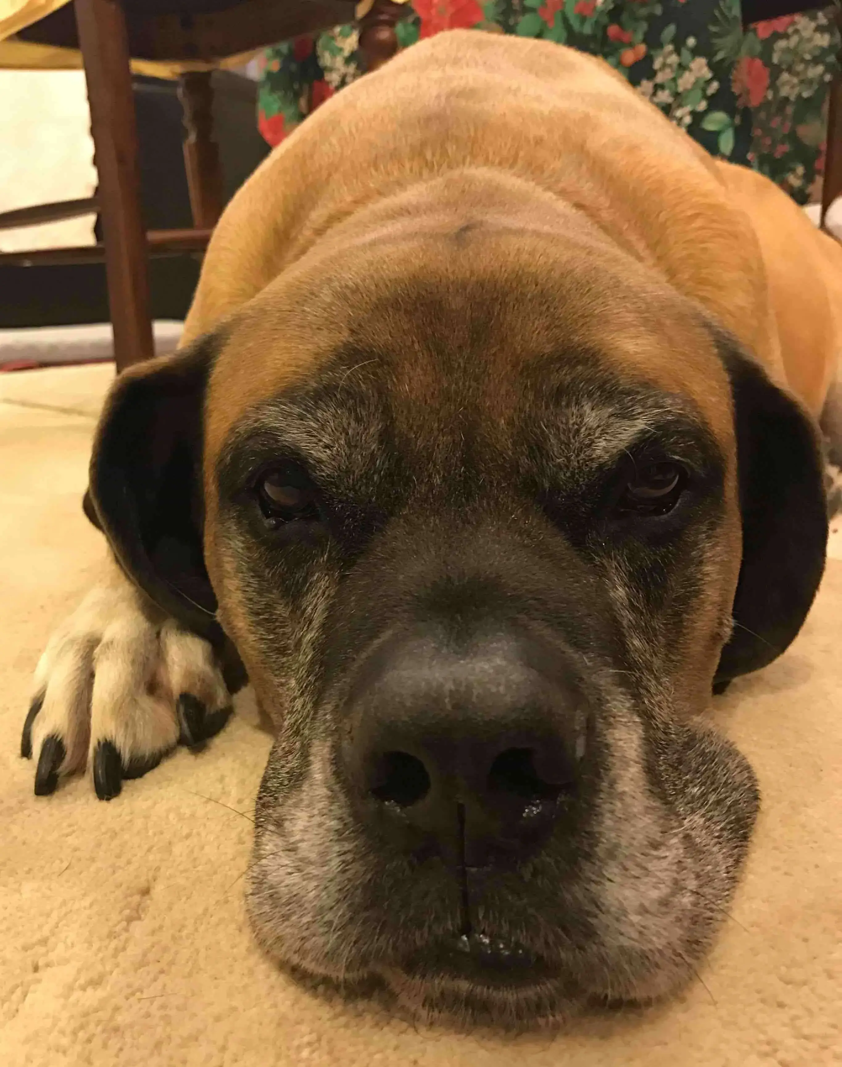 mastiff