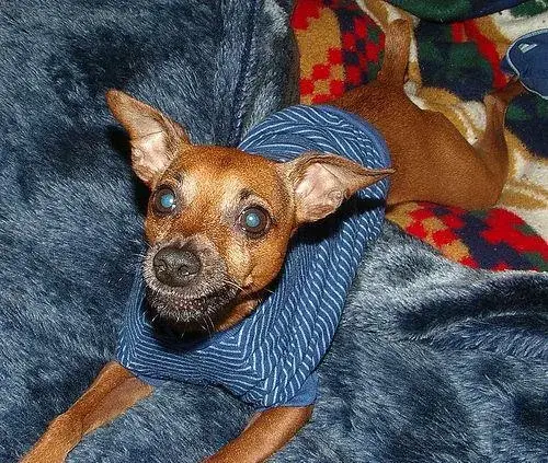 miniature-pinscher