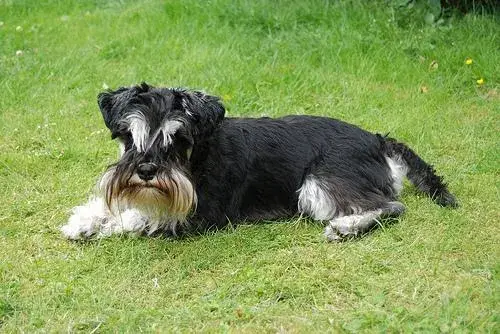 miniature-schnauzer