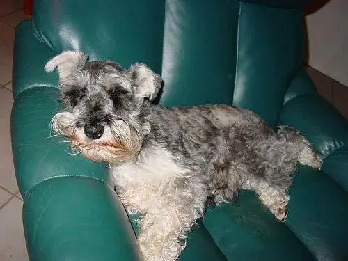 miniature-schnauzer