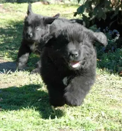 newfoundland