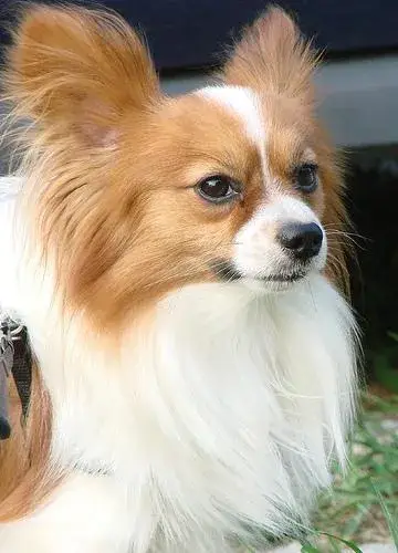 papillon