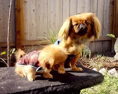 pekingese