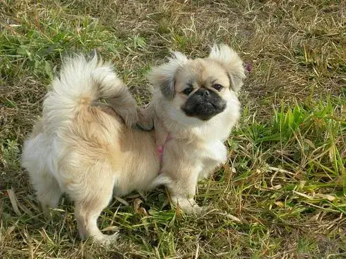 pekingese