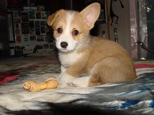 pembroke-welsh-corgi