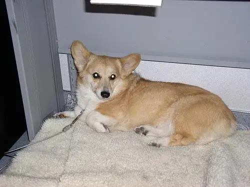 pembroke-welsh-corgi