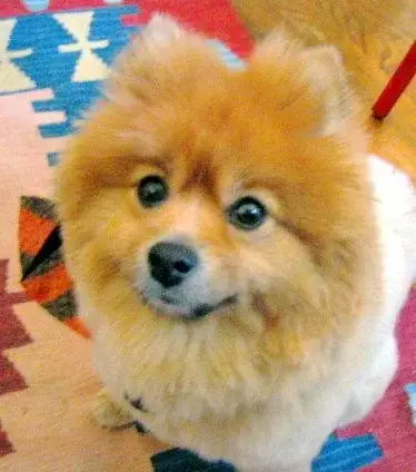pomeranian