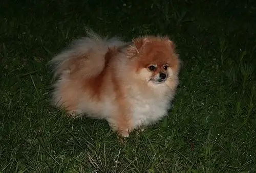 pomeranian