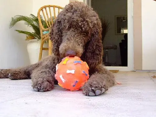 poodle