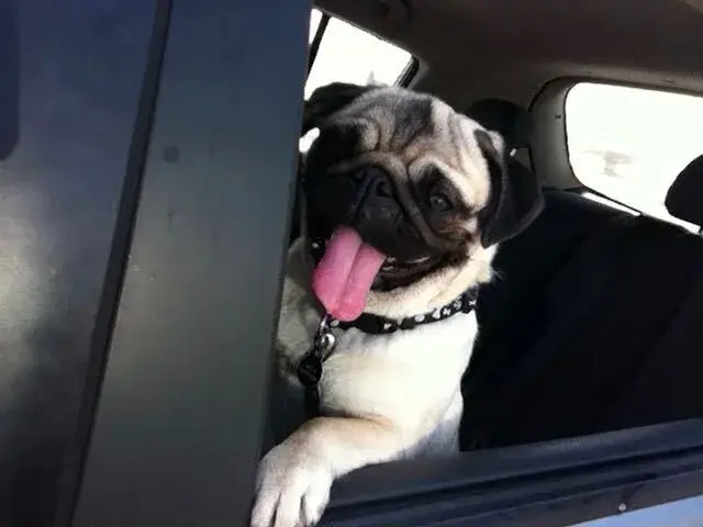 pug