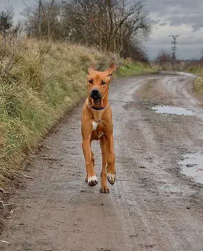 rhodesian-ridgeback