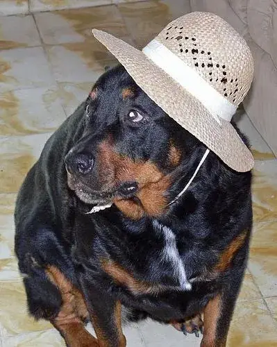 rottweiler