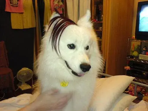samoyed