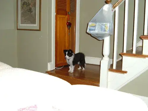 shetland-sheepdog