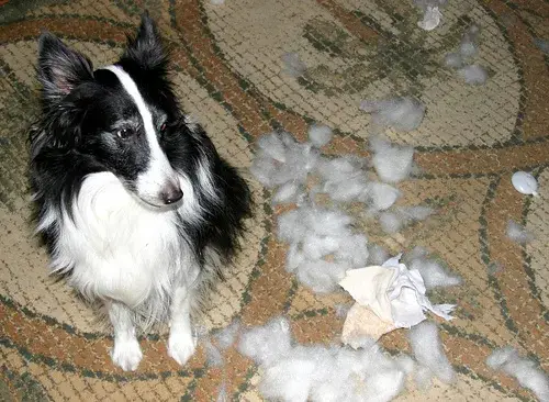 shetland-sheepdog