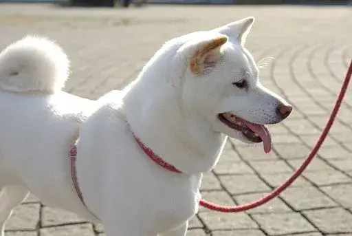 shiba-inu