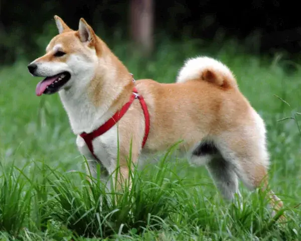 shiba-inu