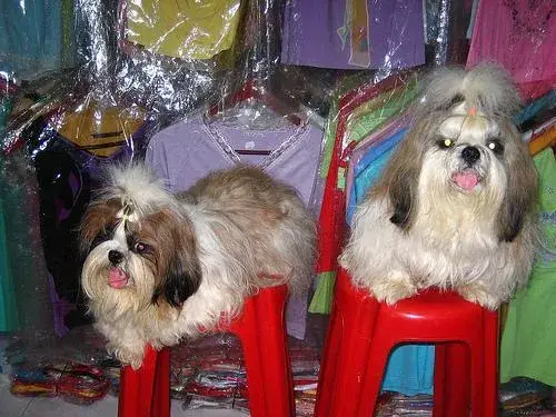 shih-tzu