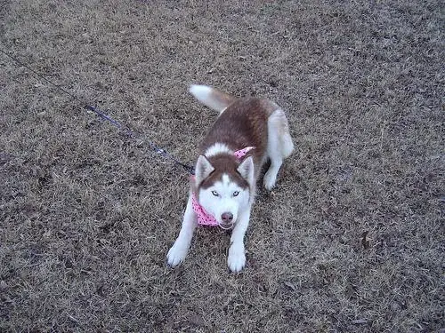siberian-husky