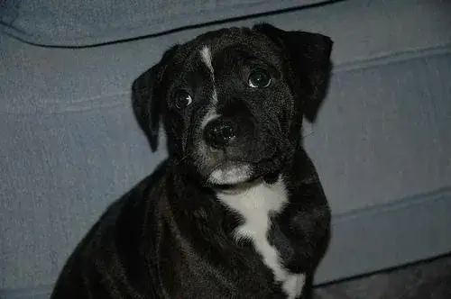 staffordshire-bull-terrier