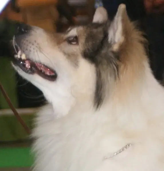 thai-bangkaew-dog
