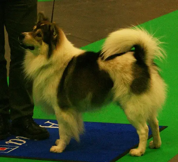 thai-bangkaew-dog