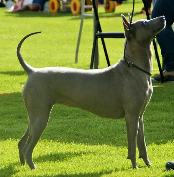 thai-ridgeback