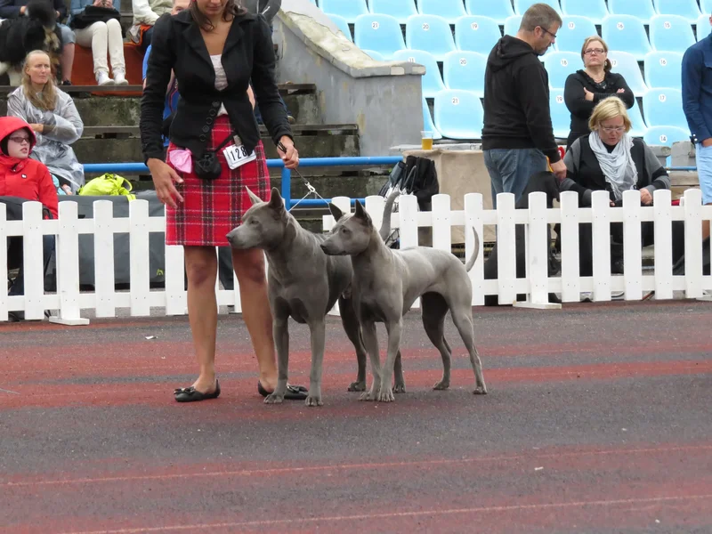 thai-ridgeback