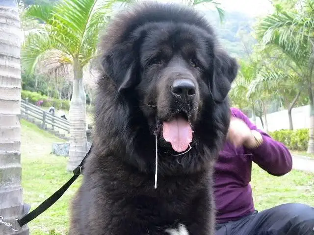 tibetan-mastiff