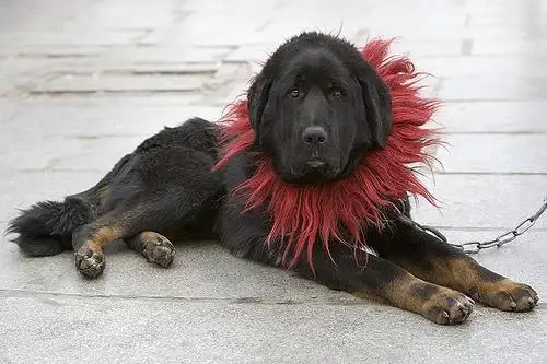 tibetan-mastiff