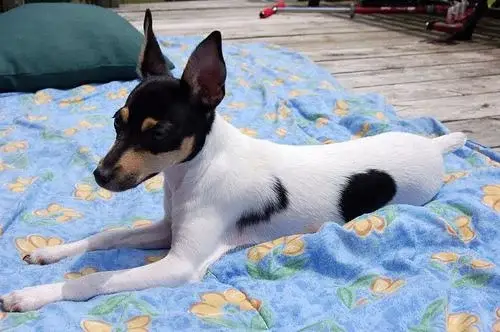 toy-fox-terrier