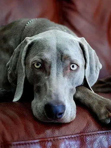 weimaraner