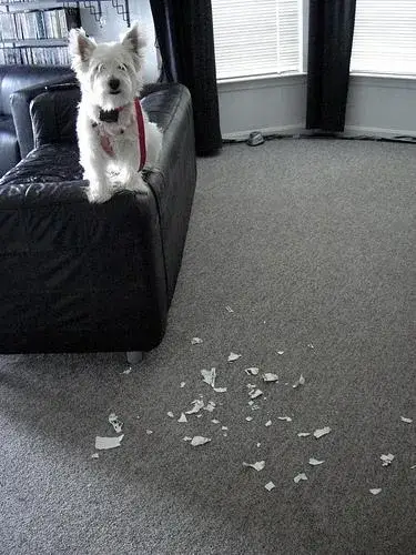west-highland-white-terrier