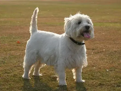 west-highland-white-terrier