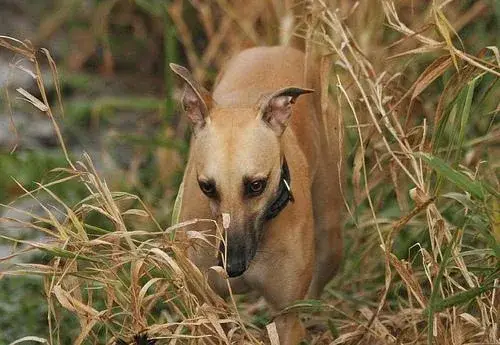 whippet