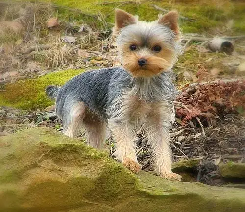 yorkshire-terrier