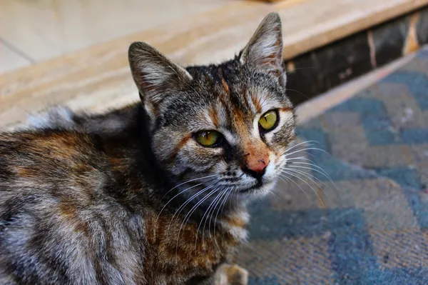 แมว FIV ผลบวก จะอยู่ได้อีกนานไหม? วิธีดูแลให้มีคุณภาพชีวิต