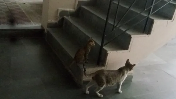 เช็กลิสต์ทำให้บ้านปลอดภัยสำหรับหมาแมว ลดอุบัติเหตุที่ป้องกันได้