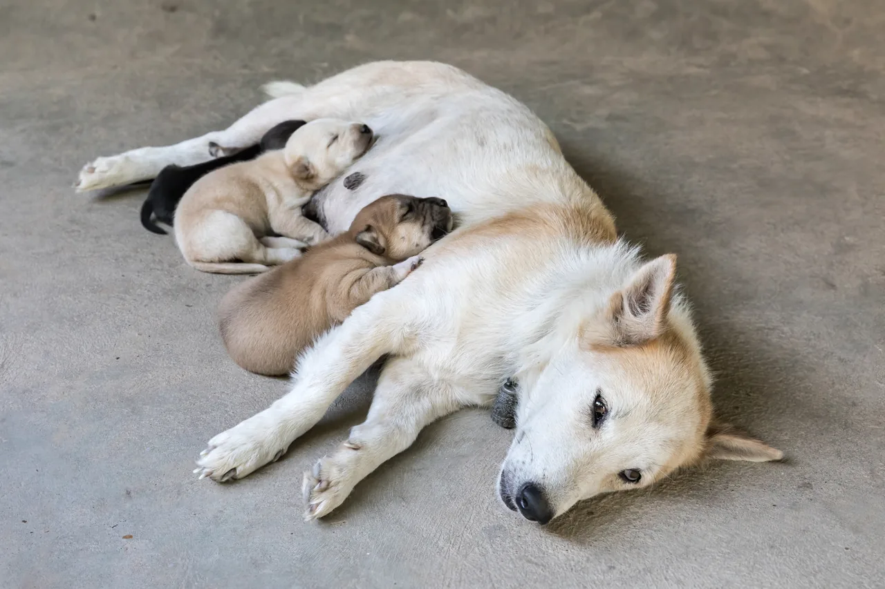 สุนัขสีขาวนอนหลับอยู่บนพื้นข้างลูกสุนัข