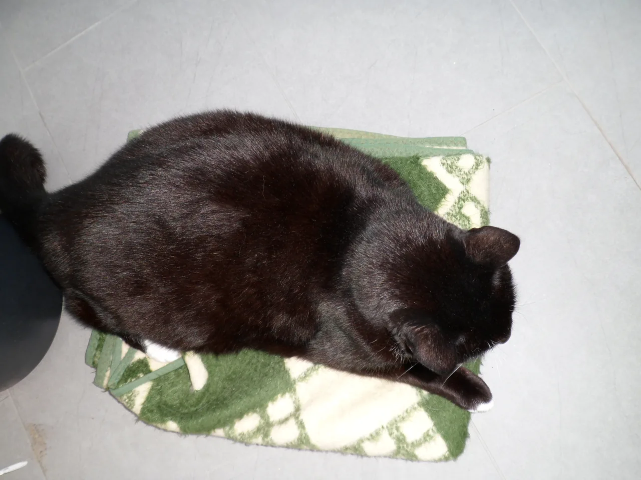 แมวดำตัวอ้วนมองลงมาจากด้านบน